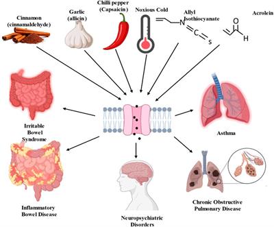 Dual role of transient receptor potential ankyrin 1 in respiratory and gastrointestinal physiology: From molecular mechanisms to therapeutic targets